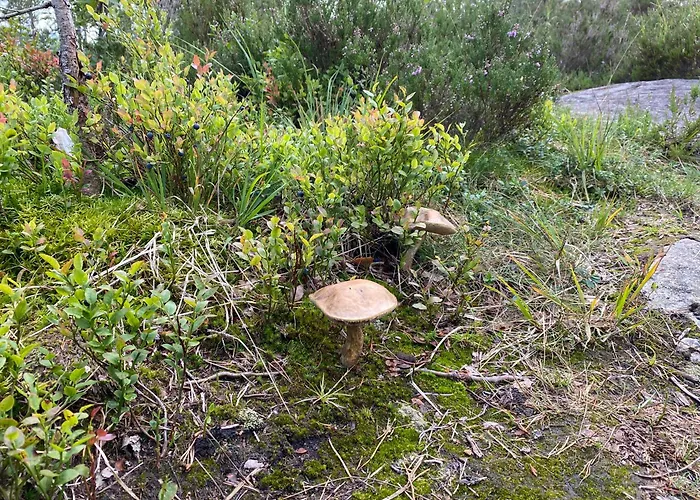 Hygge Pa Fjellet